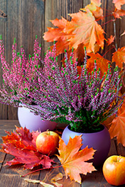 Вазы и цветы